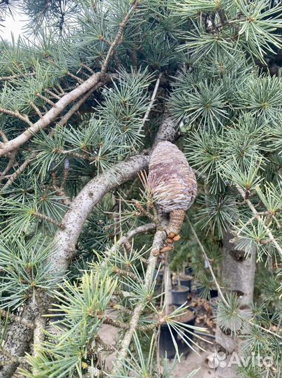 Кедр гималайский Пендула Cedrus Deodara Pendula