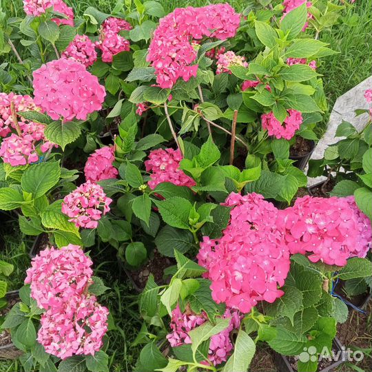 Гортензия голландская