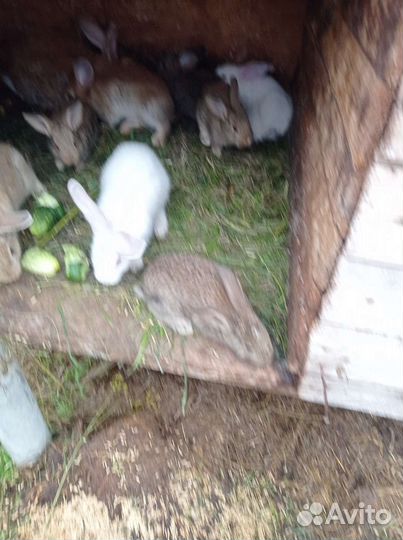Продажа крольчат