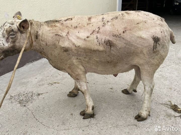 Баран Тексель