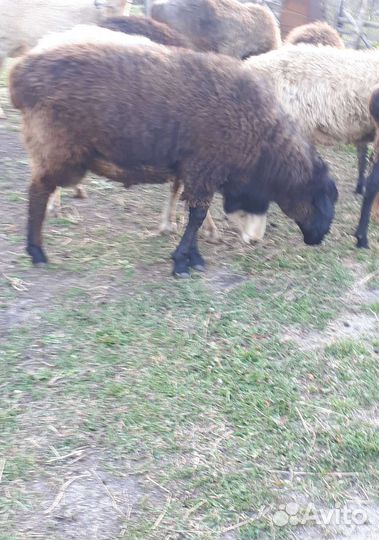 Овцы бараны