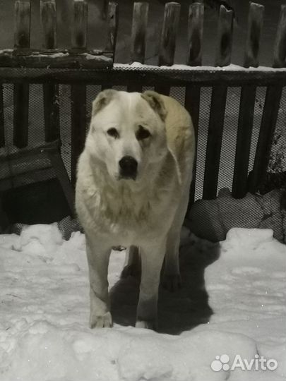 Алабай вязка