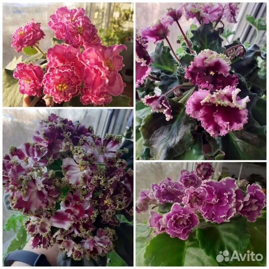 Сортовые фиалки почтой, срез