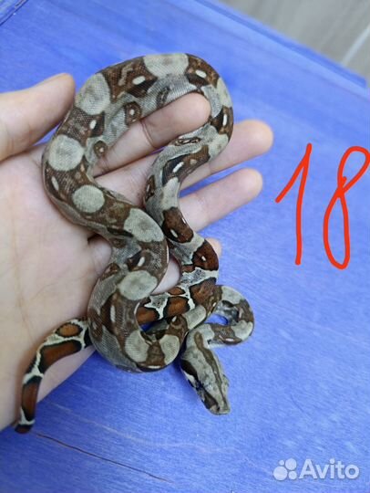 Удав Императорский.Змея