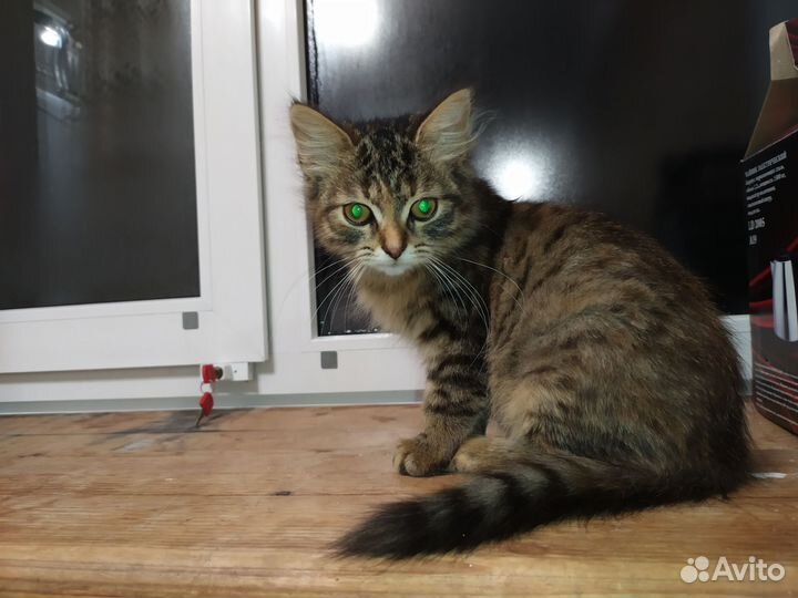Котёнок в добрые руки