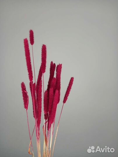 Сухоцвет флум / сухоцветы для дома