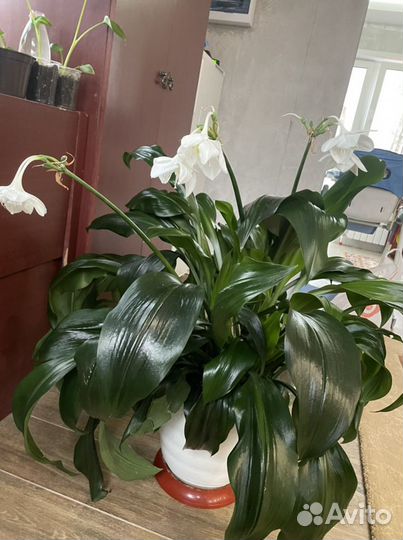 Эухарис амазонская лилия