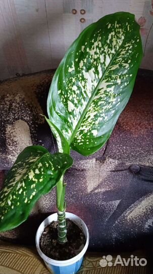 Диффенбахия три вида