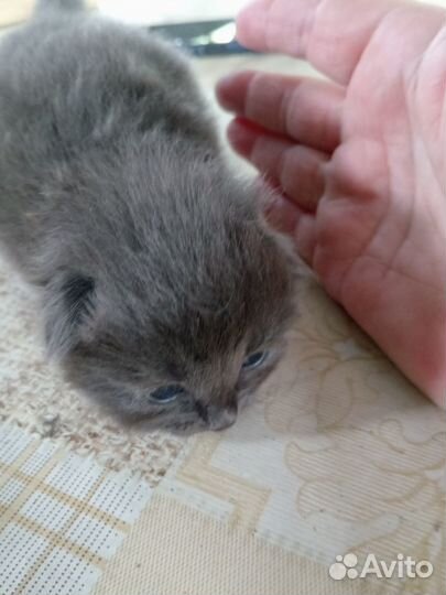 Котята в добрые руки бесплатно