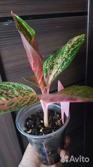 Аглаонема тиара