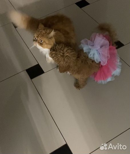 Той-пудель девочка красная