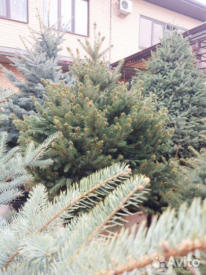 Ель голубая елка живая Глаука Премиум