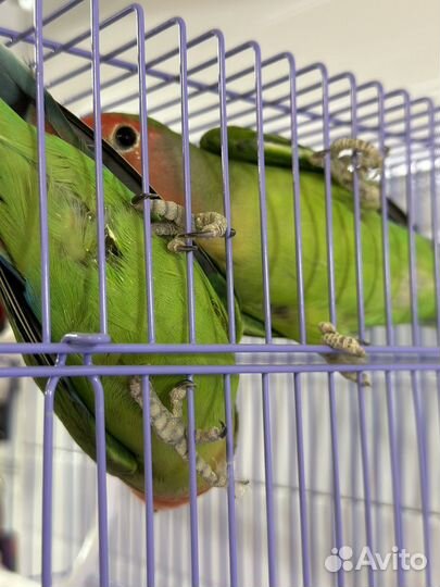 Попугай неразлучники