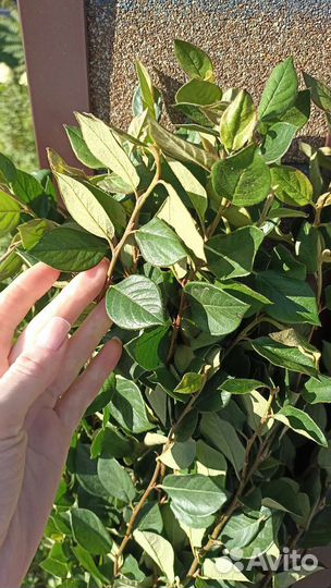 Кизильник блестящий