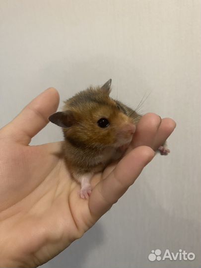 Сирийский хомяк с клеткой и с кормом на месяц