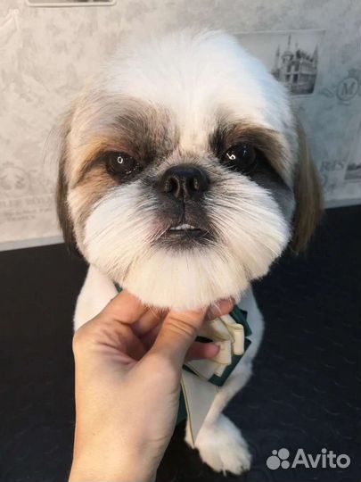 Грумер, стрижка животных