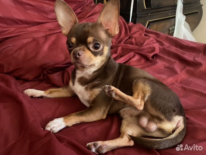 Вязка кобель чихуахуа