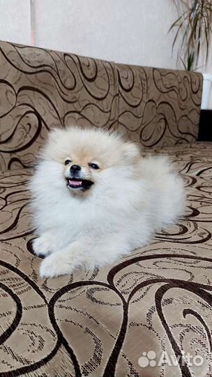 Померанский шпиц