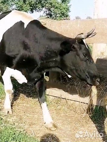 Голштинская корова