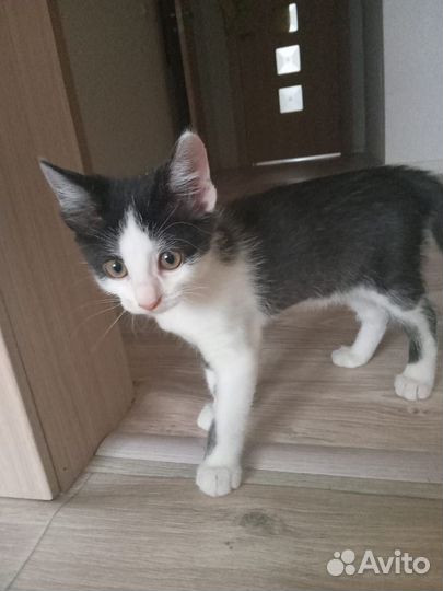 Котенок девочка в добрые руки