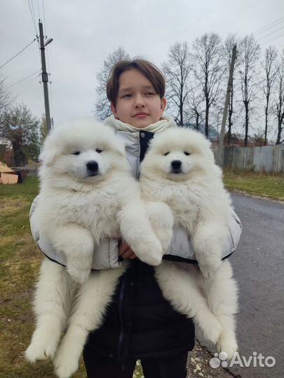 Мишки самоеды