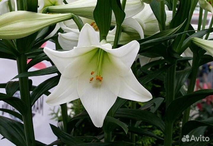 Луковицы лилии оптом