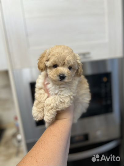 Мальтипу f1 mini