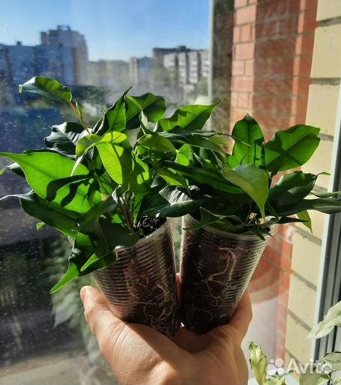 Фикус Даниэль