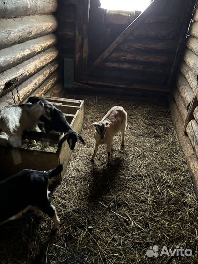Молодые дойные козы