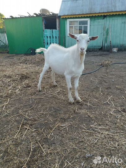 Зааненский козёл