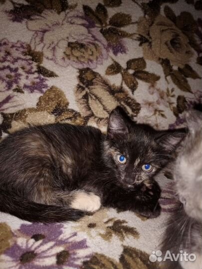 Кошки в добрые руки бесплатно