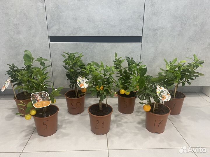 Мандариновое дерево