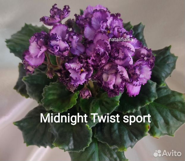 Фиалка Midnight Twist sport