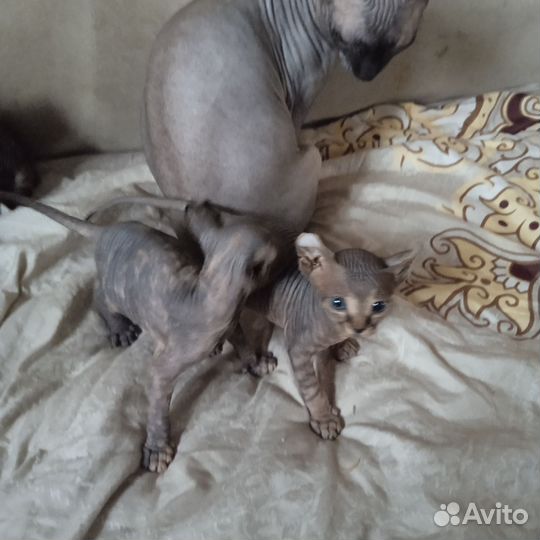 Сфинкс эльф вязка