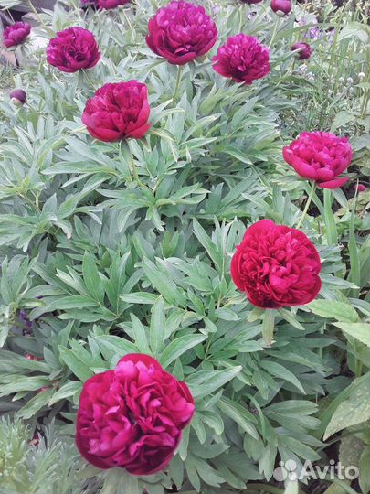 Пионы,дицентра,мак Апельсиновый рай,дерен