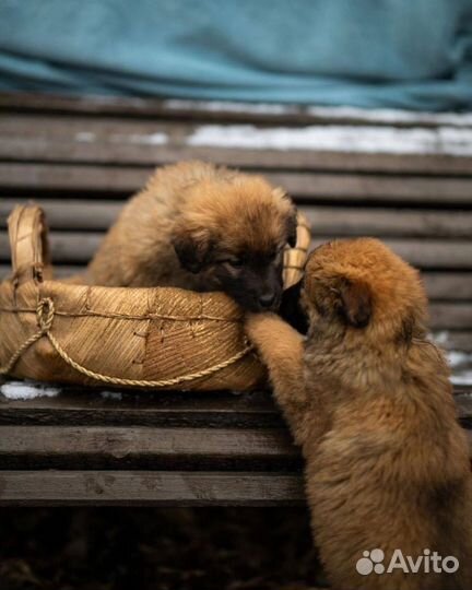 Щенок в добрые руки бесплатно