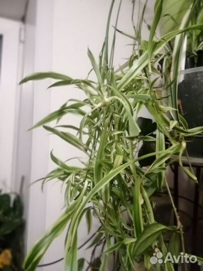 Денежное дерево, хойя