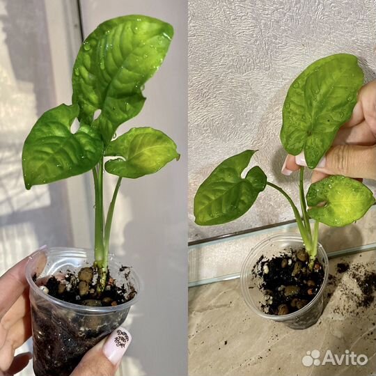 Сингониумы и разные: дримиопсис вариегатный и тд