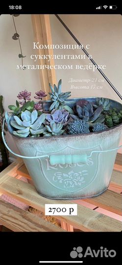 Эхинокактус Композиции из суккулентов