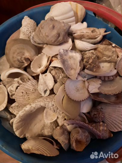 Морские ракушки раковины, целое ведро