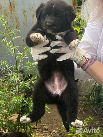 Щенки бесплатно