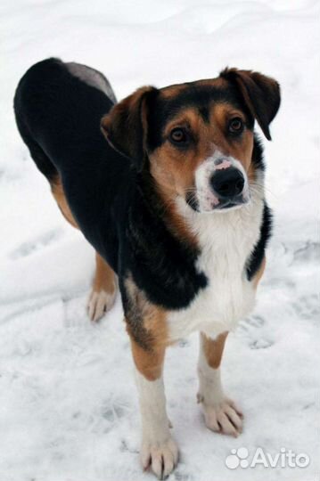 Собака в добрые руки