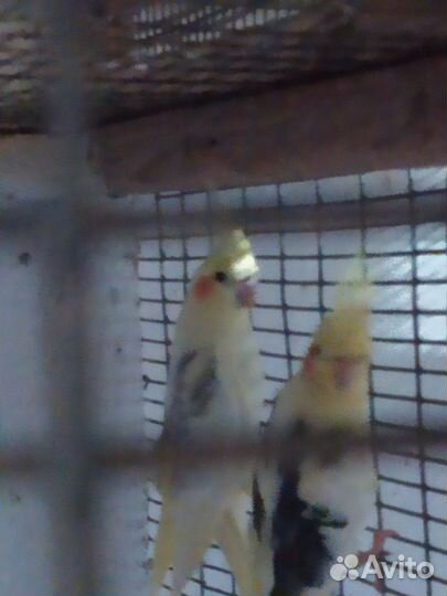 Попугаи корелла, какарики