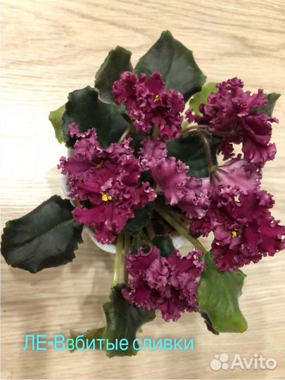 Детки сортовых фиалок