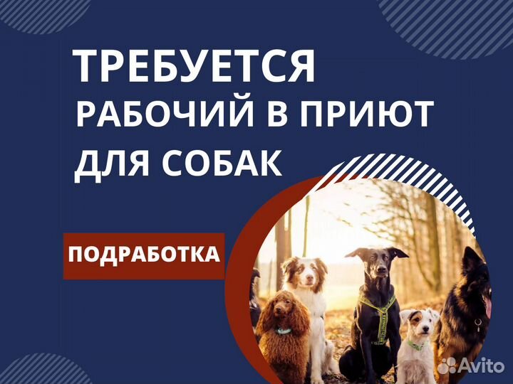 Рабочий в приют для собак