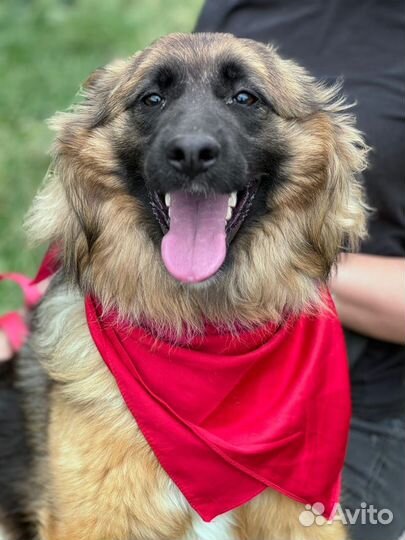 Щенок подросток девочка Фиона 9 месяцев