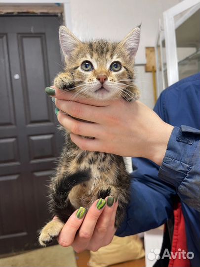 Кошка в дар бесплатно