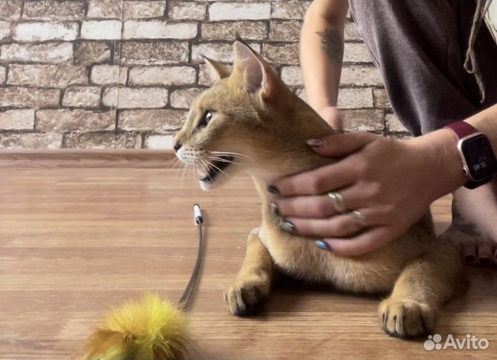 Чаузи ф1-65 девочка