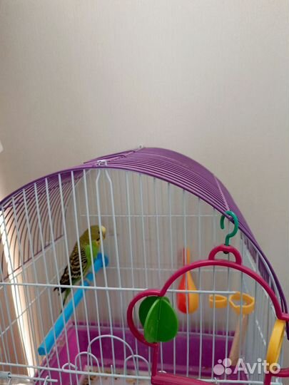 Волнистый попугай с клеткой