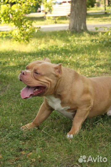 Американский булли вязка